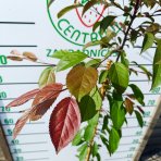 Okrasná jabloň (Malus) ´COCCINELLA´ - výška 140-170 cm, kont. C5L